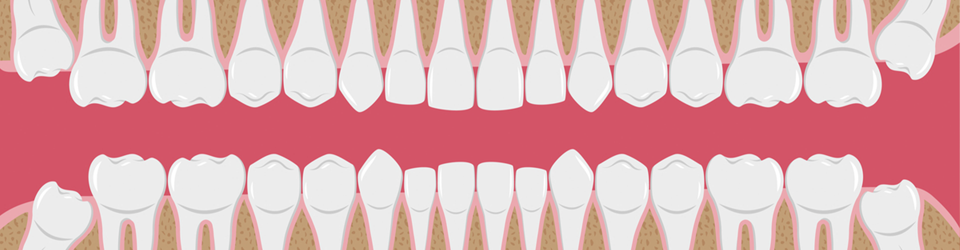 illustration of teeth in mouth 