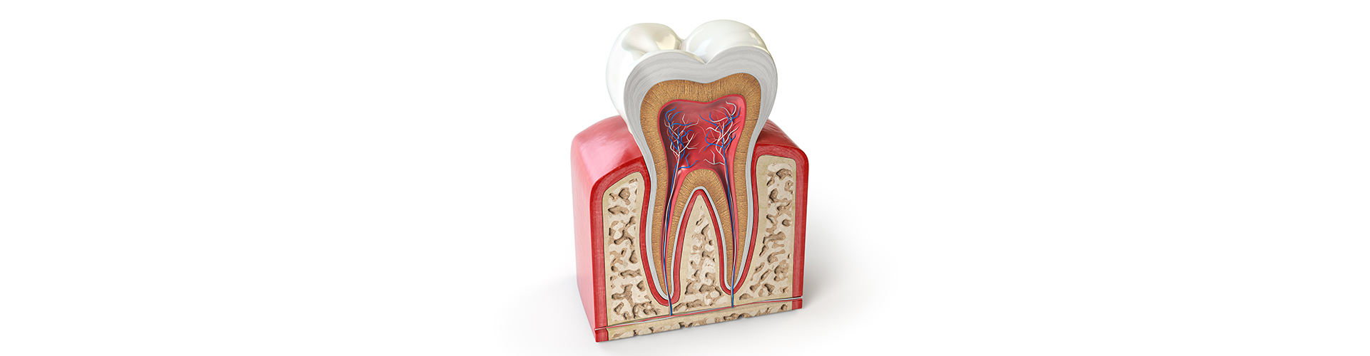 rendering of a tooth cut in half showing the interior