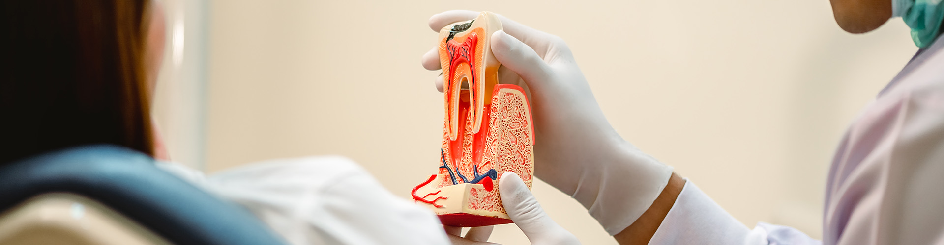 gloved hands holding a model of tooth anatomy
