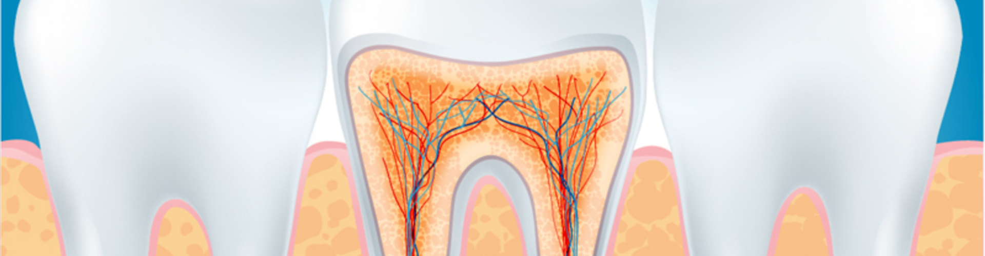 illustration of a tooth and it's root